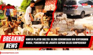 Doc. Suasana di Pejaten Shelter, Pasar Minggu, Jakarta Selatan, yang memperlihatkan aktivitas harian para relawan memberi makan ratusan anjing yang ditampung. Gambar ini mencerminkan kondisi kepadatan hewan di shelter serta tantangan operasional yang dihadapi pengelola. Dalam konflik yang sedang berlangsung, keberadaan hewan-hewan ini menjadi pusat perhatian dalam polemik antara upaya perlindungan hewan dan tuntutan kenyamanan warga sekitar. (Foto: NR - kawanjarinews.com).
