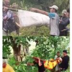 Doc. Tim gabungan bersama warga mengevakuasi korban mahasiswa UIN Walisongo yang hanyut di Sungai Genting, Desa Getas, Kecamatan Singorojo, Kabupaten Kendal, Selasa (4/11/2025). Proses evakuasi dilakukan secara bergotong royong di tengah kondisi arus sungai yang cukup deras. (Foto: Wisnu).