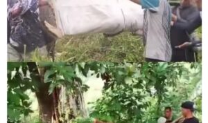 Doc. Tim gabungan bersama warga mengevakuasi korban mahasiswa UIN Walisongo yang hanyut di Sungai Genting, Desa Getas, Kecamatan Singorojo, Kabupaten Kendal, Selasa (4/11/2025). Proses evakuasi dilakukan secara bergotong royong di tengah kondisi arus sungai yang cukup deras. (Foto: Wisnu).