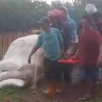 Doc. Warga memberikan pertolongan awal dengan melakukan evakuasi terhadap salah satu korban tersambar petir di lokasi kejadian sebelum dibawa ke fasilitas kesehatan terdekat untuk mendapatkan penanganan medis. (Foto: Imam Riyanto).