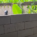 Doc. Tembok bata yang dipasang menutup akses utama rumah warga di kawasan Jurang Mangu Barat, Pondok Aren, Tangerang Selatan, terlihat menghalangi keluar-masuk kendaraan, Selasa (14/4/2026).