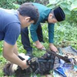Doc. Proses pemotongan salah satu hewan qurban pada pelaksanaan Hari Raya Idul Adha 1447 Hijriah di halaman Masjid Al Mulani, Kelurahan Tugurejo, Kecamatan Tugu, Kota Semarang, Rabu (27/5/2026). Kegiatan tersebut dilaksanakan panitia qurban PAC LDII Tugurejo Semarang bersama warga setempat.