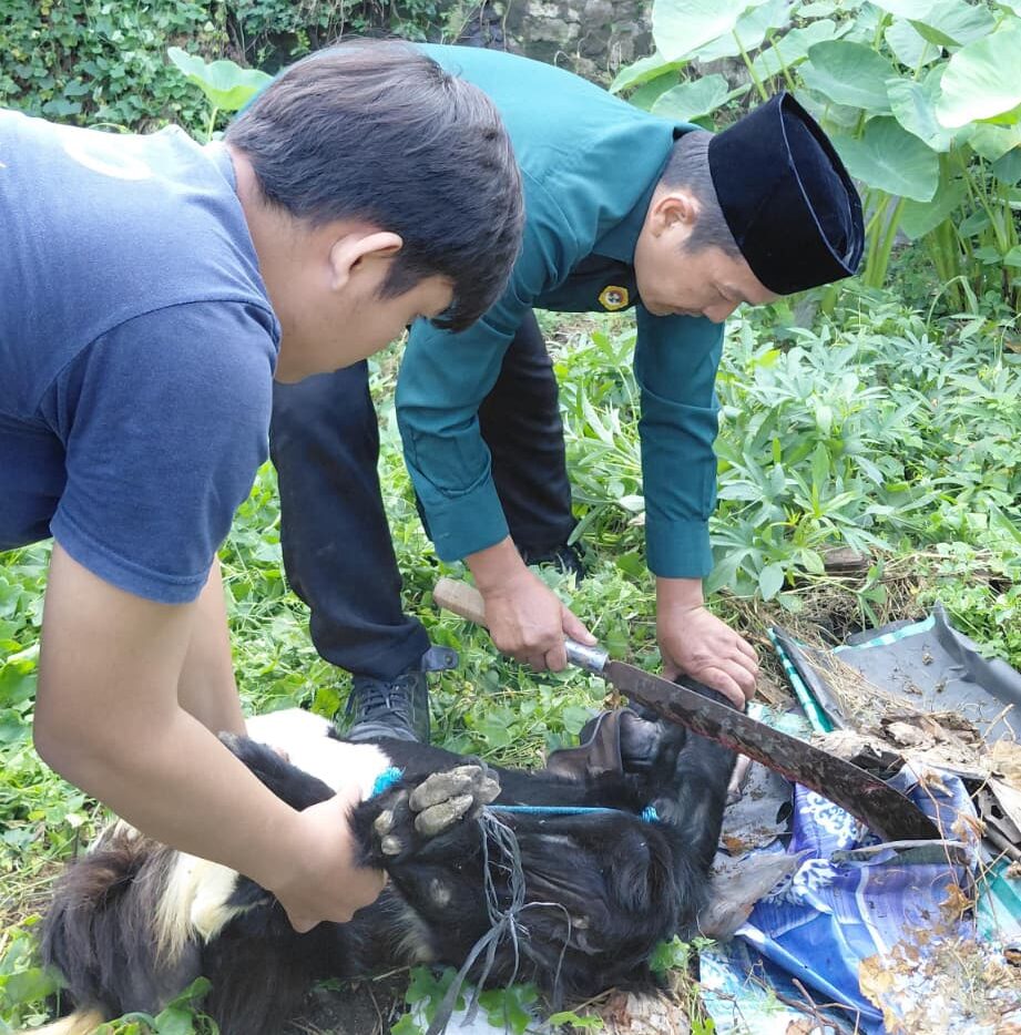Doc. Proses pemotongan salah satu hewan qurban pada pelaksanaan Hari Raya Idul Adha 1447 Hijriah di halaman Masjid Al Mulani, Kelurahan Tugurejo, Kecamatan Tugu, Kota Semarang, Rabu (27/5/2026). Kegiatan tersebut dilaksanakan panitia qurban PAC LDII Tugurejo Semarang bersama warga setempat.