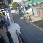 Doc. Tangkapan layar rekaman CCTV memperlihatkan suasana sesaat setelah seorang pria paruh baya diduga terseruduk sapi yang lepas di kawasan Kampung Arab, Jalan Antasan Kecil Barat Gang Ibu, Kecamatan Banjarmasin Tengah, Selasa (26/5/2026) sore. Warga dan beberapa pria terlihat berupaya mengejar sapi serta memberikan pertolongan kepada korban usai kejadian.