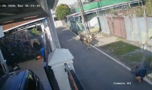 Pria Paruh Baya Meninggal Dunia Diduga Terseruduk Sapi di Kampung Arab Banjarmasin Doc. Tangkapan layar rekaman CCTV memperlihatkan suasana sesaat setelah seorang pria paruh baya diduga terseruduk sapi yang lepas di kawasan Kampung Arab, Jalan Antasan Kecil Barat Gang Ibu, Kecamatan Banjarmasin Tengah, Selasa (26/5/2026) sore. Warga dan beberapa pria terlihat berupaya mengejar sapi serta memberikan pertolongan kepada korban usai kejadian.