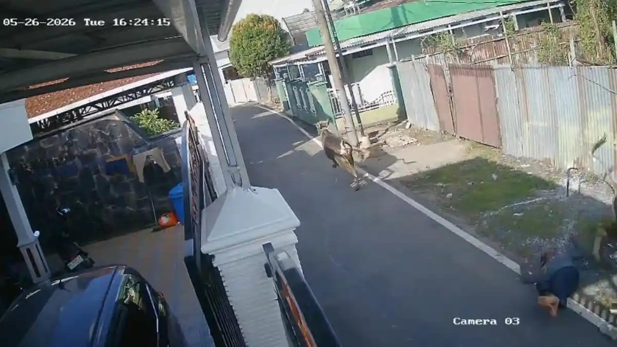 Doc. Tangkapan layar rekaman CCTV memperlihatkan suasana sesaat setelah seorang pria paruh baya diduga terseruduk sapi yang lepas di kawasan Kampung Arab, Jalan Antasan Kecil Barat Gang Ibu, Kecamatan Banjarmasin Tengah, Selasa (26/5/2026) sore. Warga dan beberapa pria terlihat berupaya mengejar sapi serta memberikan pertolongan kepada korban usai kejadian.