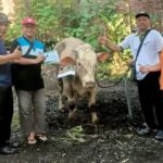 Doc. Penyerahan salah satu hewan kurban oleh panitia PC LDII Kecamatan Mijen kepada Takmir Masjid Al Mukaromah RW 1 Kelurahan Jatisari, Kecamatan Mijen, Kota Semarang, Rabu (27/5/2026). Hewan kurban tersebut selanjutnya didistribusikan kepada masyarakat di lingkungan sekitar pada momentum Hari Raya Idul Adha 1447 Hijriah.