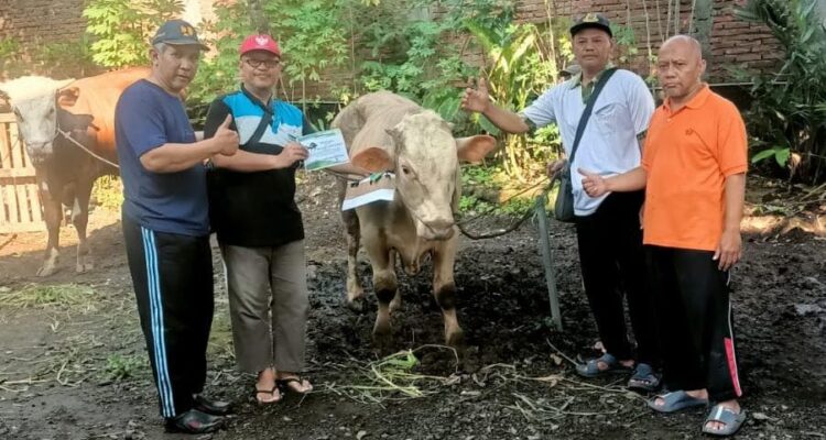 Doc. Penyerahan salah satu hewan kurban oleh panitia PC LDII Kecamatan Mijen kepada Takmir Masjid Al Mukaromah RW 1 Kelurahan Jatisari, Kecamatan Mijen, Kota Semarang, Rabu (27/5/2026). Hewan kurban tersebut selanjutnya didistribusikan kepada masyarakat di lingkungan sekitar pada momentum Hari Raya Idul Adha 1447 Hijriah.