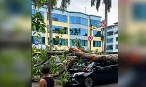 Doc. Sebuah pohon pelindung jalan tumbang menimpa satu unit taksi Honda Mobilio dan satu unit Mercedes-Benz di Jalan Raya Gading Batavia, Kelurahan Kelapa Gading Barat, Jakarta Utara, Jumat (26/6/2026). Insiden tersebut mengakibatkan dua orang mengalami luka-luka, sementara kedua kendaraan mengalami kerusakan akibat tertimpa batang pohon. Penyebab pasti tumbangnya pohon masih dalam penyelidikan instansi terkait.